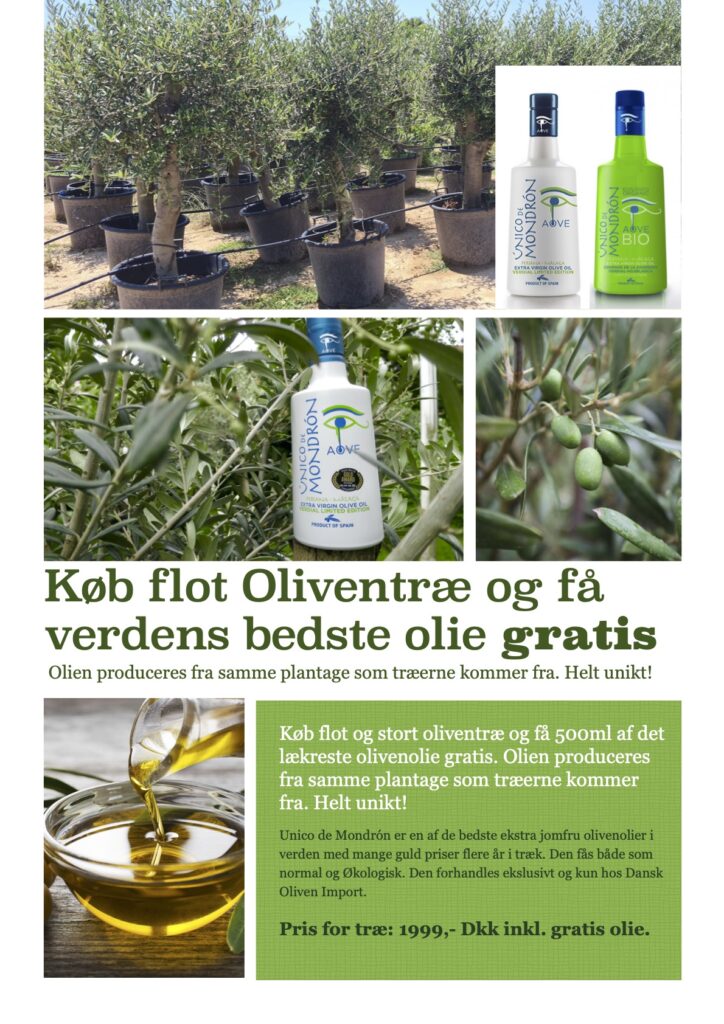 Flot oliventræ inkl. GRATIS olivenolie